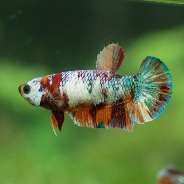 Multicolor/ Galaxy Koi Plakat- Female- 13 Weeks Old