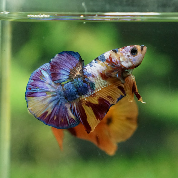 Multicolor/Galaxy Koi Plakat -13 weeks Old