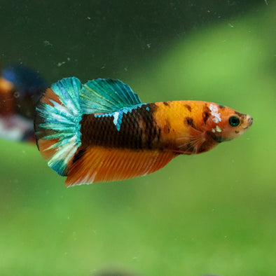 Multicolor/ Galaxy Koi Plakat- Female- 13 Weeks Old