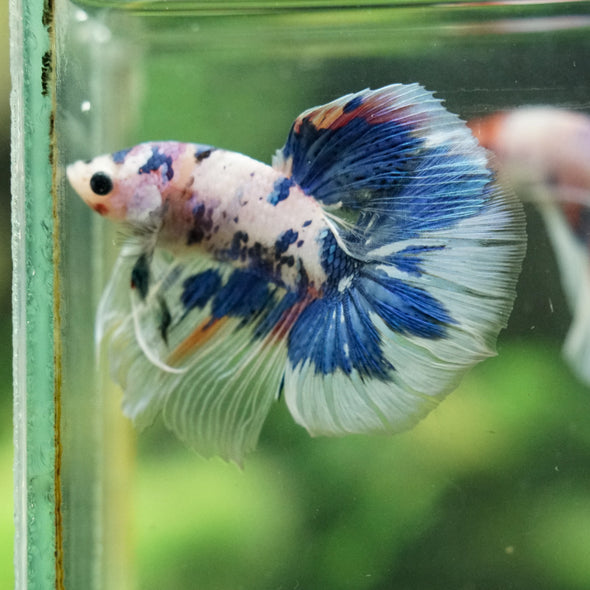 Galaxy/Candy Koi Halfmoon - 14 weeks old