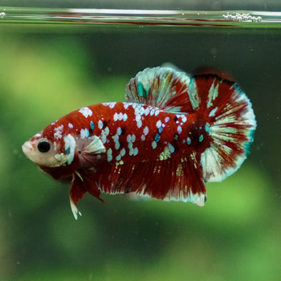 Multicolor/Galaxy Koi Plakat -16 weeks Old