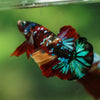 Multicolor/Galaxy Koi Plakat -16 weeks Old