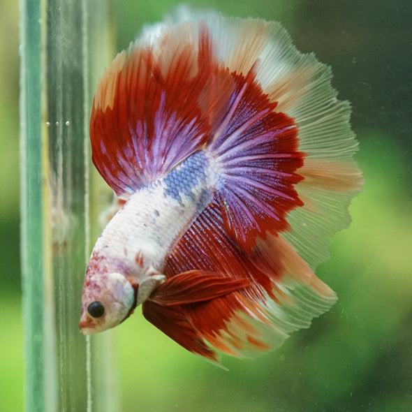Galaxy/Candy Koi Halfmoon - 14 weeks old