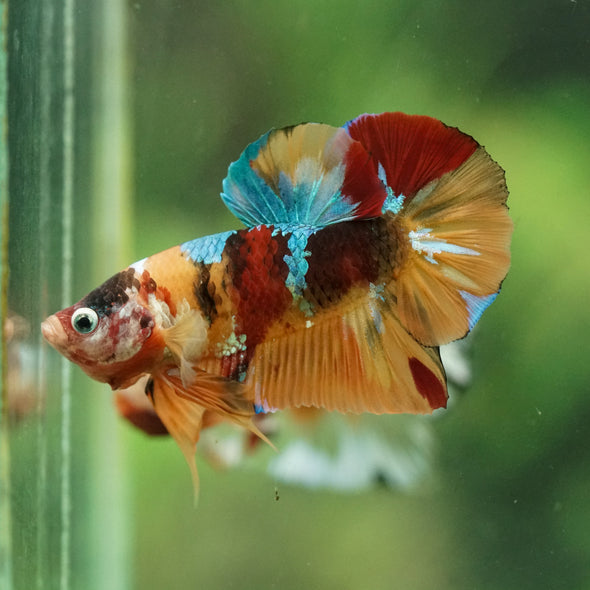 Multicolor/Galaxy Koi Plakat -16 weeks Old