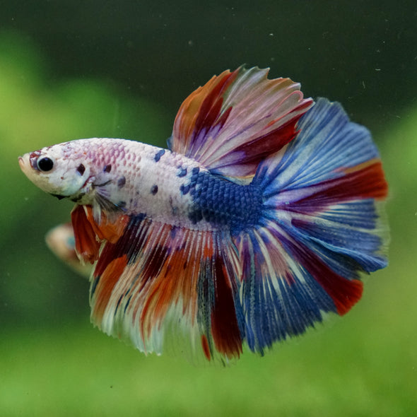 Galaxy/Candy Koi Halfmoon - 13 weeks old