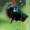 Black Base Galaxy/Candy Koi Halfmoon - 14 weeks Old