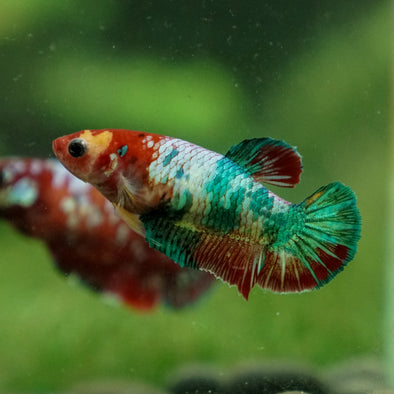 Multicolor/ Galaxy Koi Plakat - Female- 13 Weeks Old
