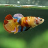 Multicolor/ Galaxy Koi Plakat- Female- 13 Weeks Old