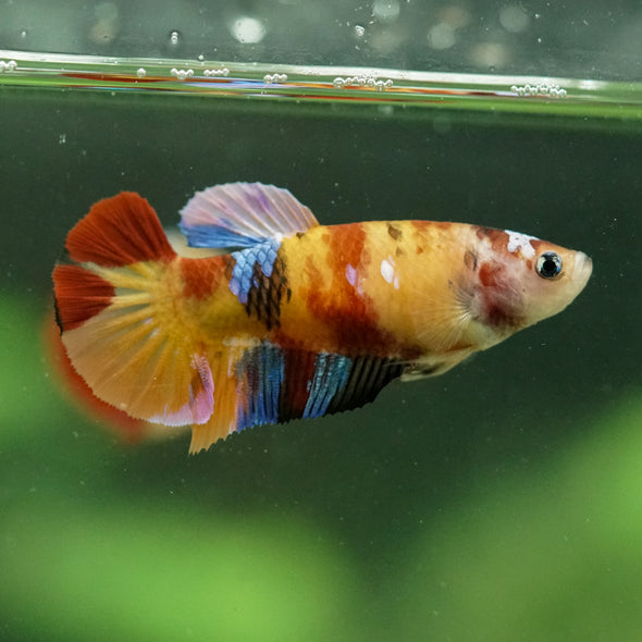 Multicolor/ Galaxy Koi Plakat- Female- 13 Weeks Old