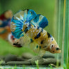 Multicolor/Galaxy Koi Plakat -16 weeks Old