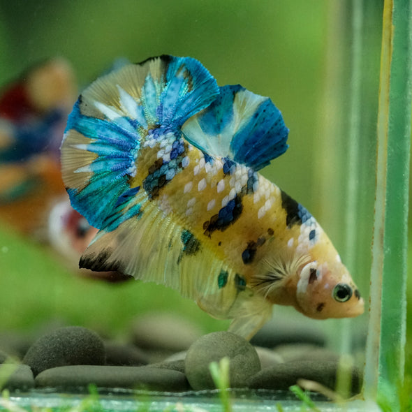 Multicolor/Galaxy Koi Plakat -16 weeks Old