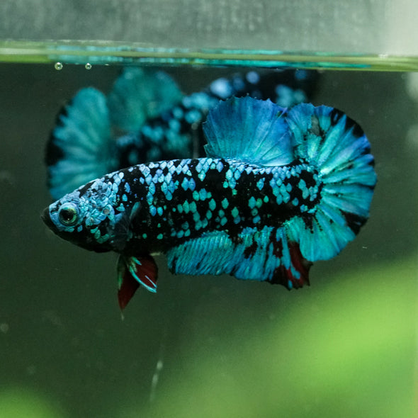 Black Koi Galaxy Plakat (Avatar) -10 weeks Old