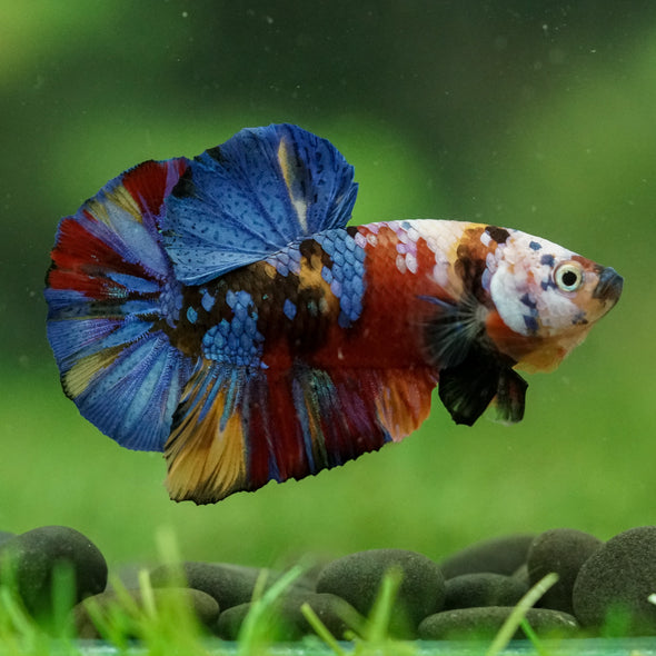 Multicolor/Galaxy Koi Plakat -16 weeks Old