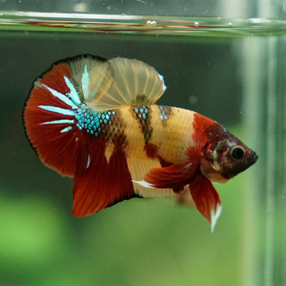 Multicolor/Galaxy Koi Plakat -13 weeks Old