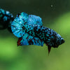 Black Koi Galaxy Plakat (Avatar) -10 weeks Old