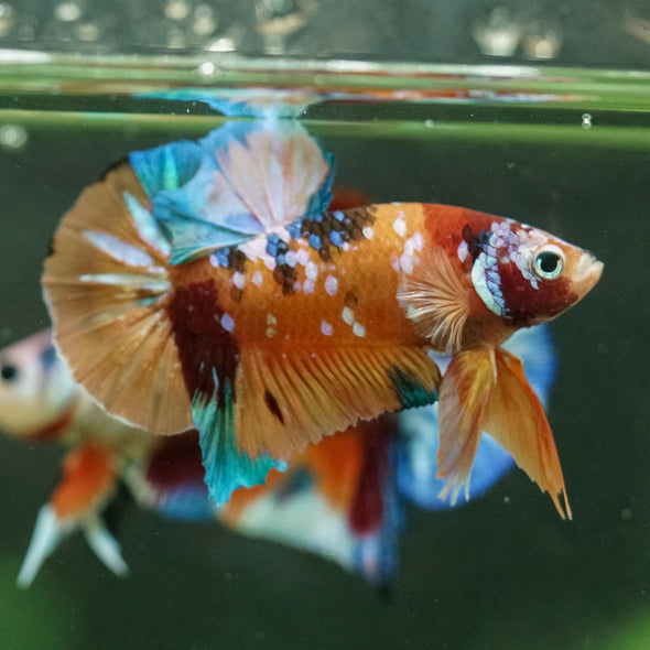 Multicolor/Galaxy Koi Plakat -16 weeks Old