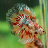 Galaxy/Candy Koi Halfmoon - 14 weeks old