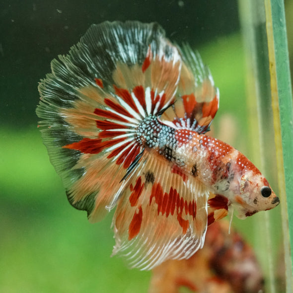 Galaxy/Candy Koi Halfmoon - 14 weeks old