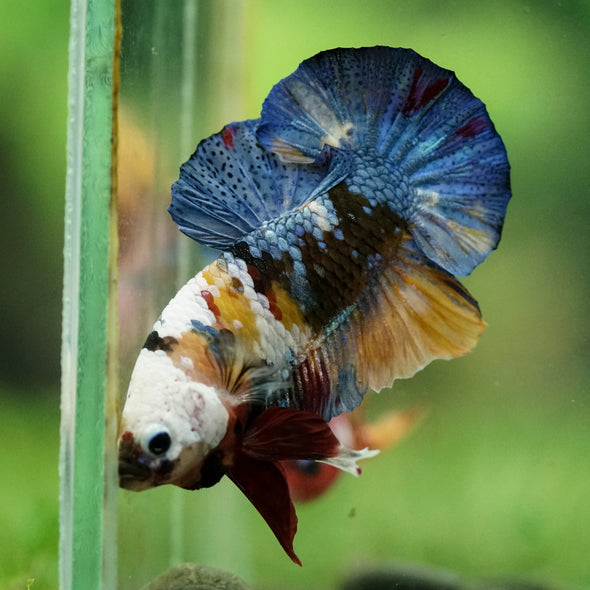 Multicolor/Galaxy Koi Plakat -16 weeks Old
