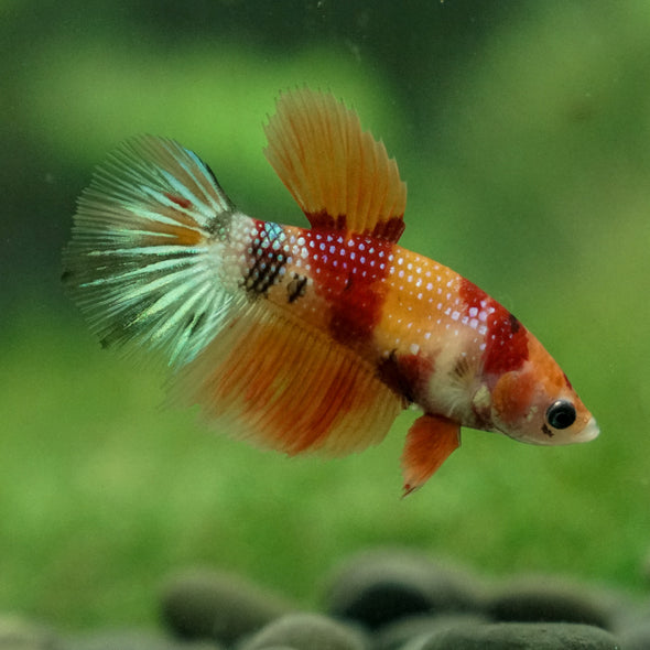 Multicolor/ Galaxy Koi Halfmoon - Female- 13 Weeks Old