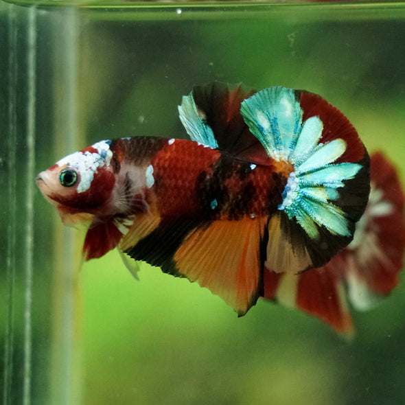 Multicolor/Galaxy Koi Plakat -16 weeks Old