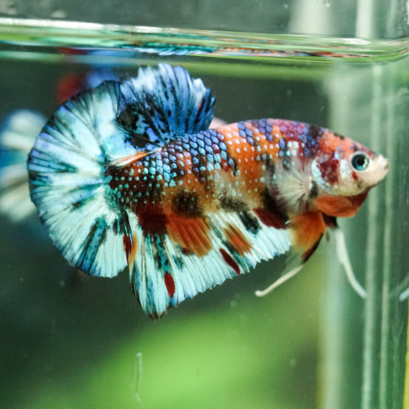 Multicolor/Galaxy Koi Plakat -16 weeks Old