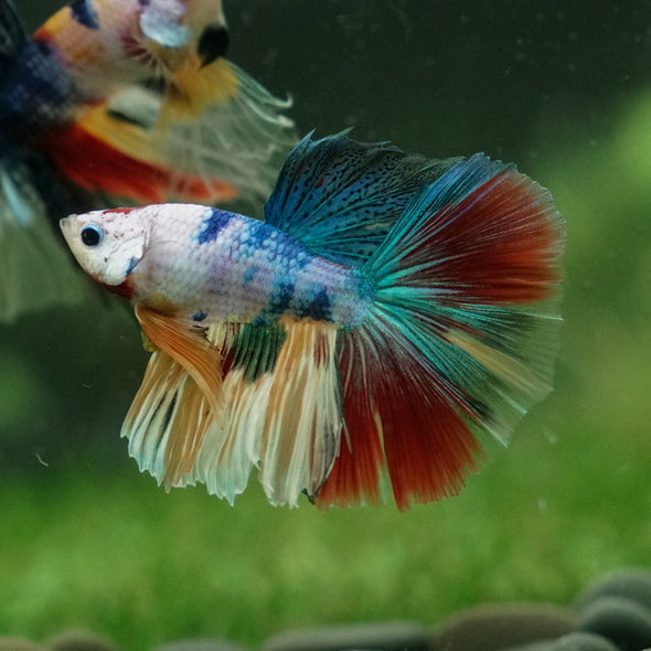 Galaxy/Candy Koi Halfmoon - 13 weeks old