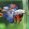 Galaxy/Candy Koi Halfmoon - 14 weeks old