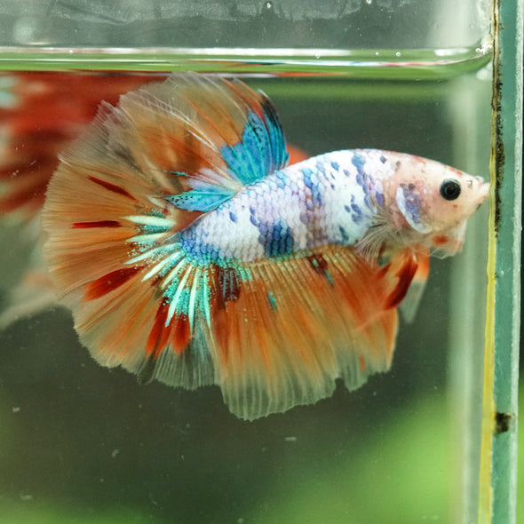 Galaxy/Candy Koi Halfmoon - 14 weeks old