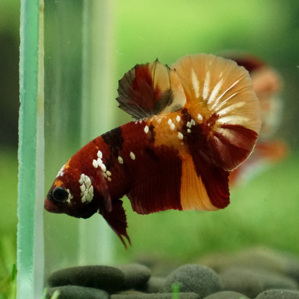 Multicolor/Galaxy Koi Plakat -13 weeks Old