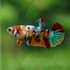 Multicolor/ Galaxy Koi Plakat- Female- 13 Weeks Old