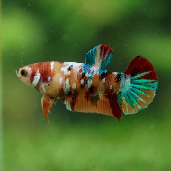 Multicolor/ Galaxy Koi Plakat- Female- 13 Weeks Old