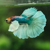 Dumbo Halfmoon - 11 weeks old