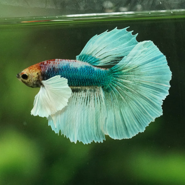Dumbo Halfmoon - 11 weeks old