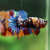 Multicolor/Galaxy Koi Plakat -16 weeks Old