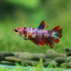 Multicolor/ Galaxy Koi Halfmoon - Female- 13 Weeks Old