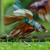 Galaxy/Candy Koi Halfmoon - 14 weeks old