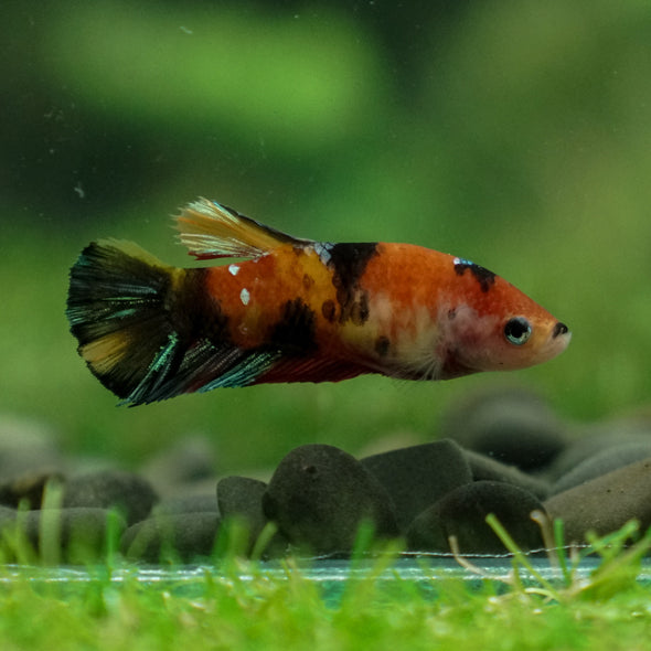 Multicolor/ Galaxy Koi Plakat- Female- 13 Weeks Old