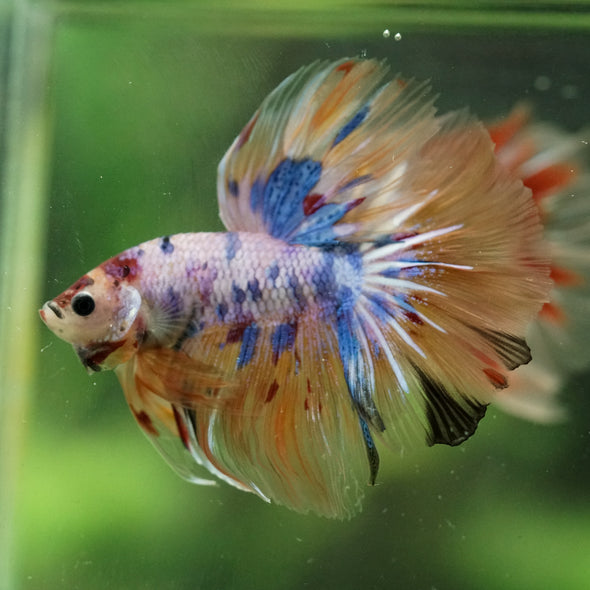 Galaxy/Candy Koi Halfmoon - 14 weeks old