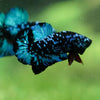 Black Koi Galaxy Plakat (Avatar) -13 weeks Old