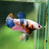 Multicolor/ Galaxy Koi Plakat- Female- 13 Weeks Old