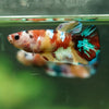 Multicolor/ Galaxy Koi Plakat- Female- 13 Weeks Old
