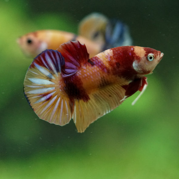 Multicolor/Galaxy Koi Plakat -11 weeks Old