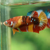 Multicolor/ Galaxy Koi Plakat- Female- 13 Weeks Old