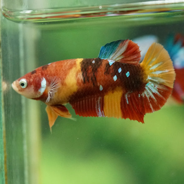 Multicolor/ Galaxy Koi Plakat- Female- 13 Weeks Old