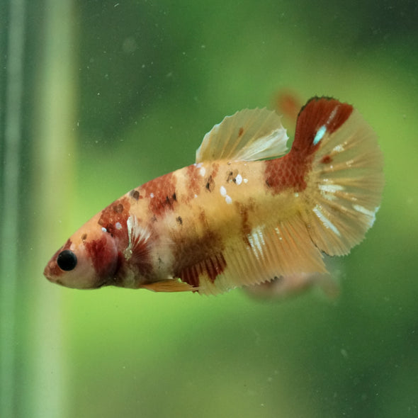 Multicolor/ Galaxy Koi Plakat- Female- 13 Weeks Old