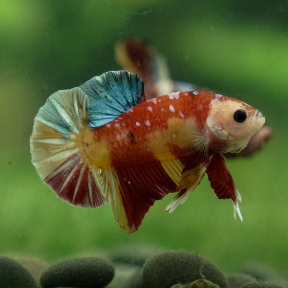 Multicolor/Galaxy Koi Plakat -13 weeks Old