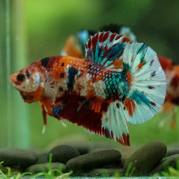 Multicolor/Galaxy Koi Plakat -16 weeks Old