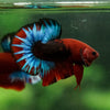 Red Fancy (Hell Boy) Plakat -13 weeks Old