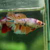 Multicolor/ Galaxy Koi Halfmoon - Female- 13 Weeks Old